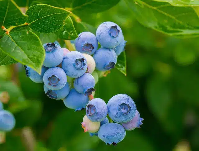 Is a cup of blueberries a day good for you 3