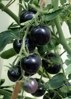 Black cherry tomatoes