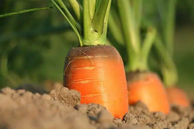 Carrots in the soil