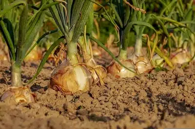 onions in the soil