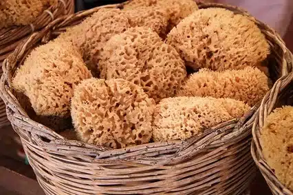A basket of sea sponges